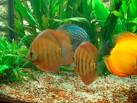 orange fish.jpg