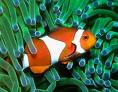 nemo.jpg
