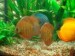 orange fish.jpg